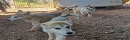 Alaskan Malamute perros en venta: Alaskan Malamute hembras - Anuncio 4
