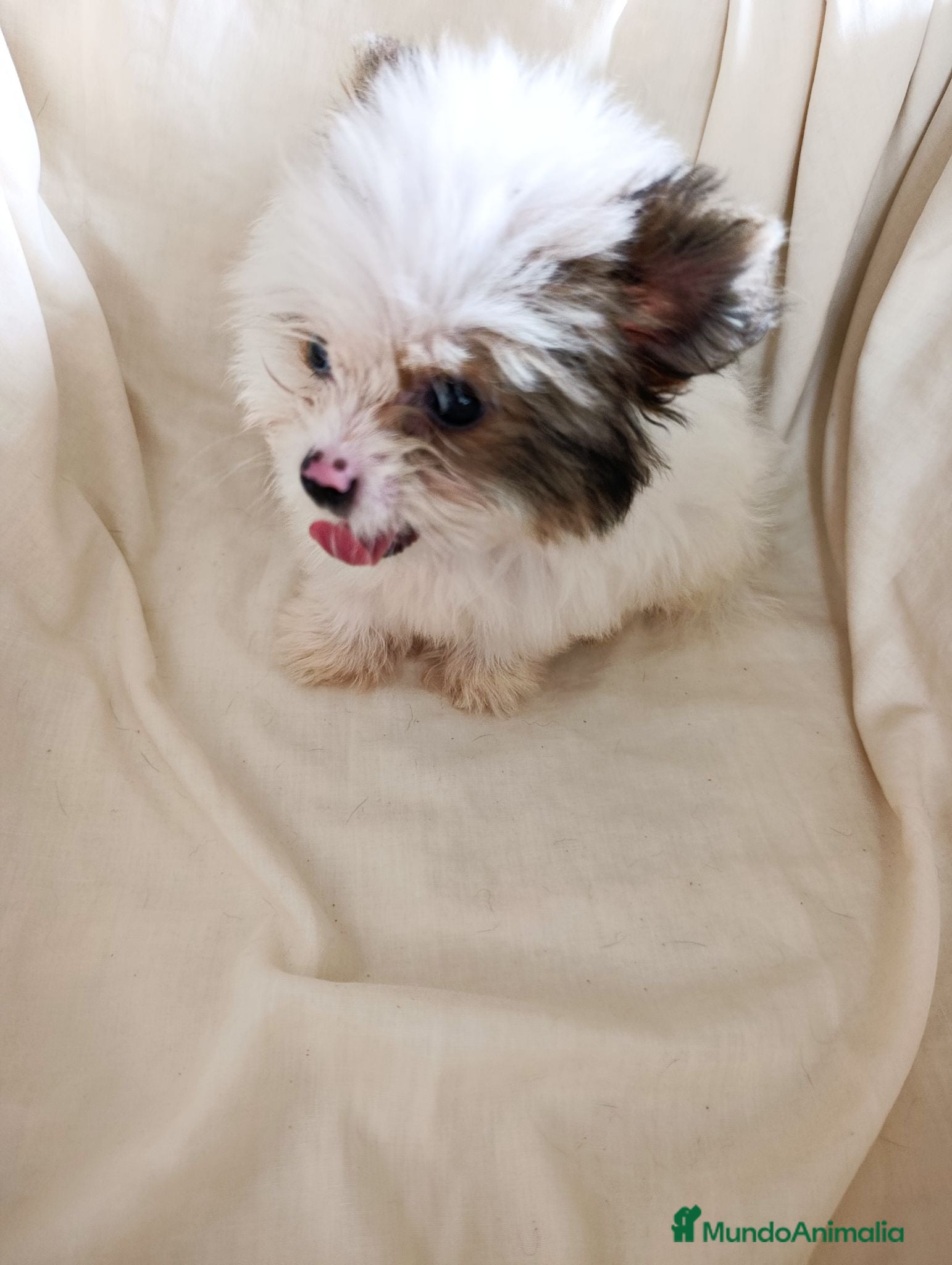 Pomerania perros Pomerania  - Anuncio 8