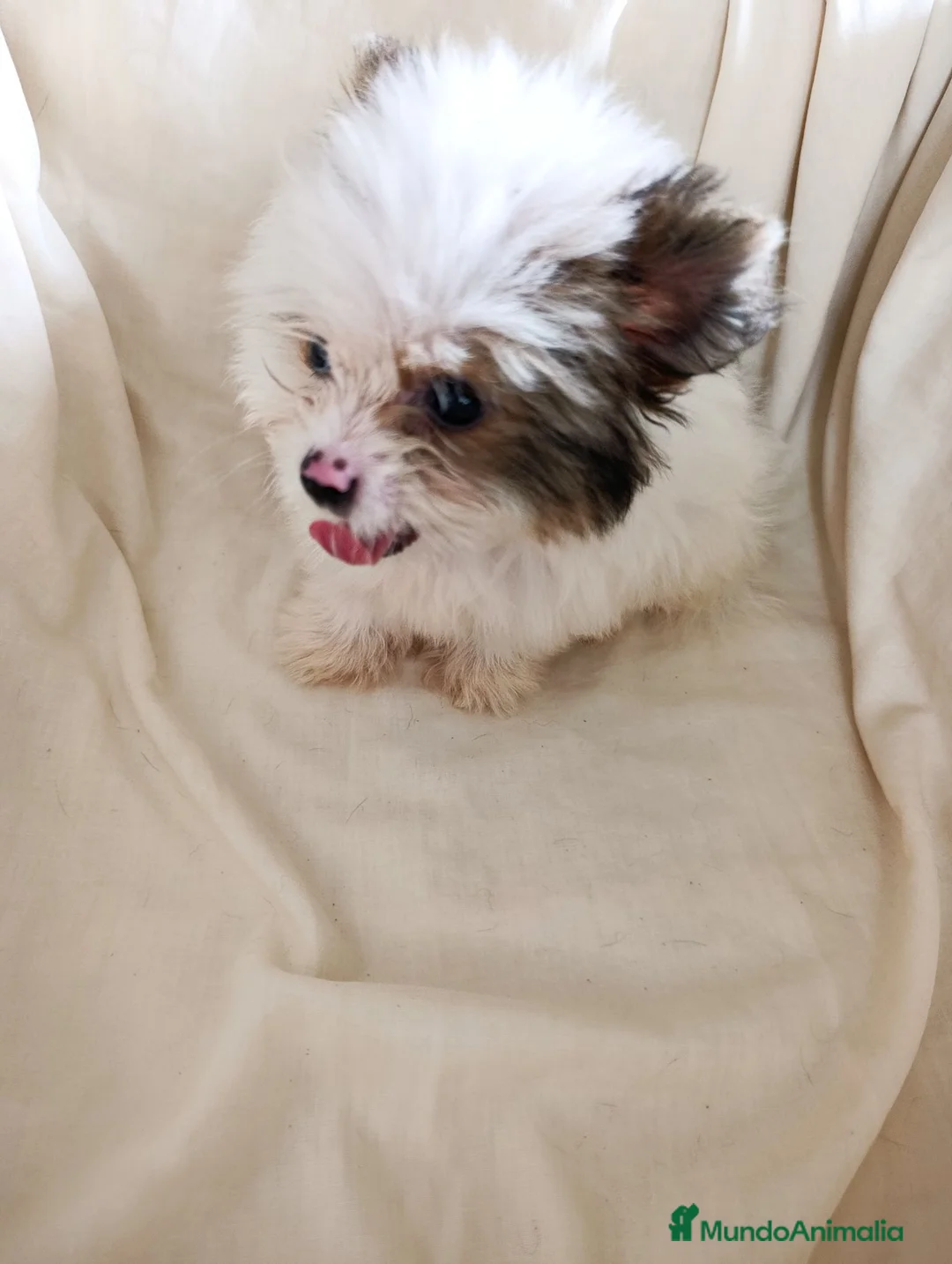 Pomerania perros en venta: Pomerania  - Anuncio 5