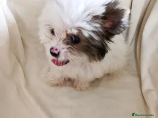 Pomerania perros Pomerania - Anuncio 8