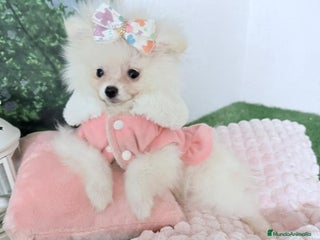 Pomerania perros - Anuncio 6