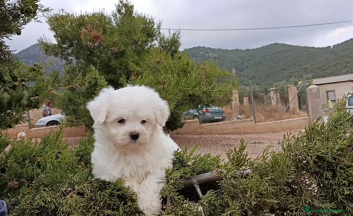 Bichón Maltés perros OFERTA MACHITOS BICHON MALTES DESDE 500€ - Anuncio 3