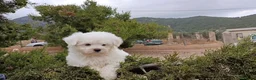 Bichón Maltés perros en venta: OFERTA MACHITOS BICHON MALTES DESDE 500€ - Anuncio 1