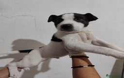 American Staffordshire-Terrier perros en venta: American Stanford  - Imagen 2