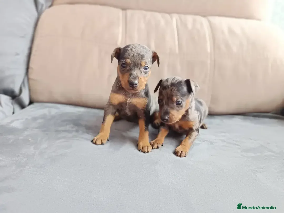 Pinscher Miniatura perros en venta: Pincher miniatura  - Imagen 3