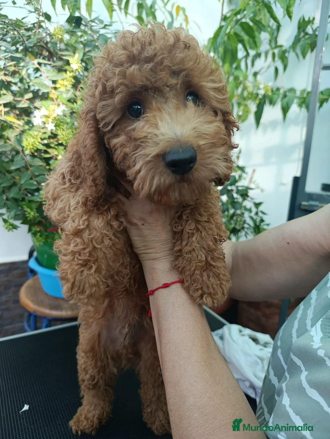 Caniche Toy perros en venta: Caniche Toy apricot  - Anuncio 8