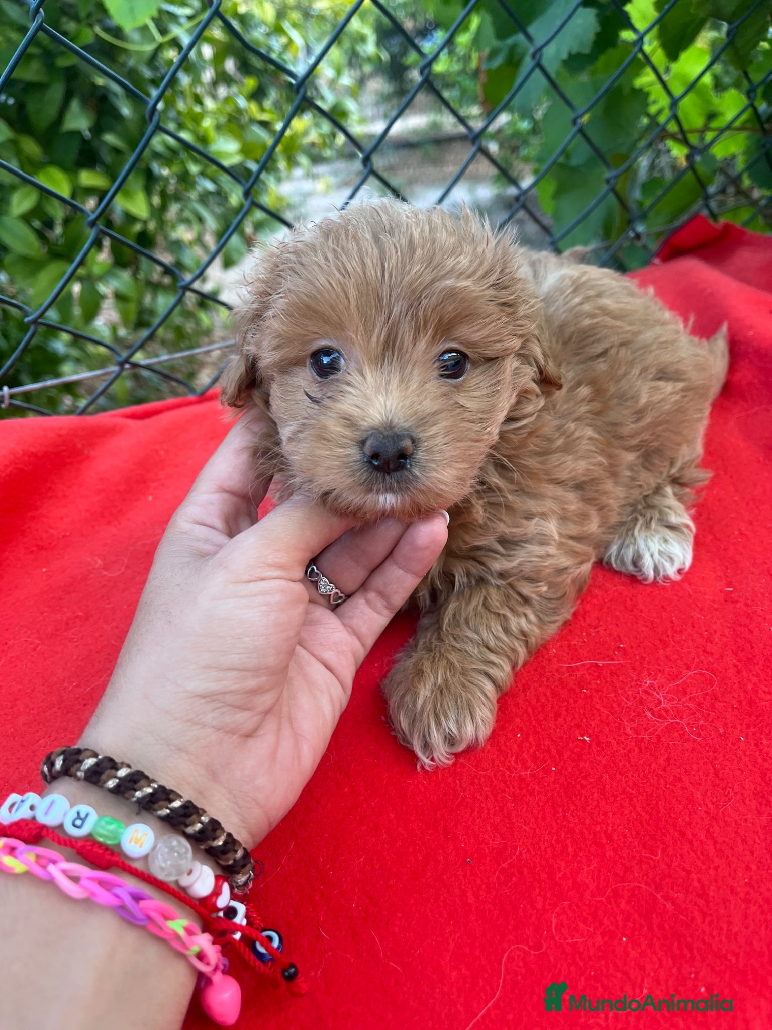 Maltipoo perros PRECIOSA HEMBRA MALTIPOO - Anuncio 4
