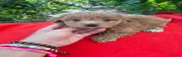 Maltipoo perros en venta: PRECIOSA HEMBRA MALTIPOO - Anuncio 1