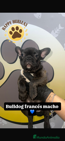 Bulldog Francés perros - Anuncio 4