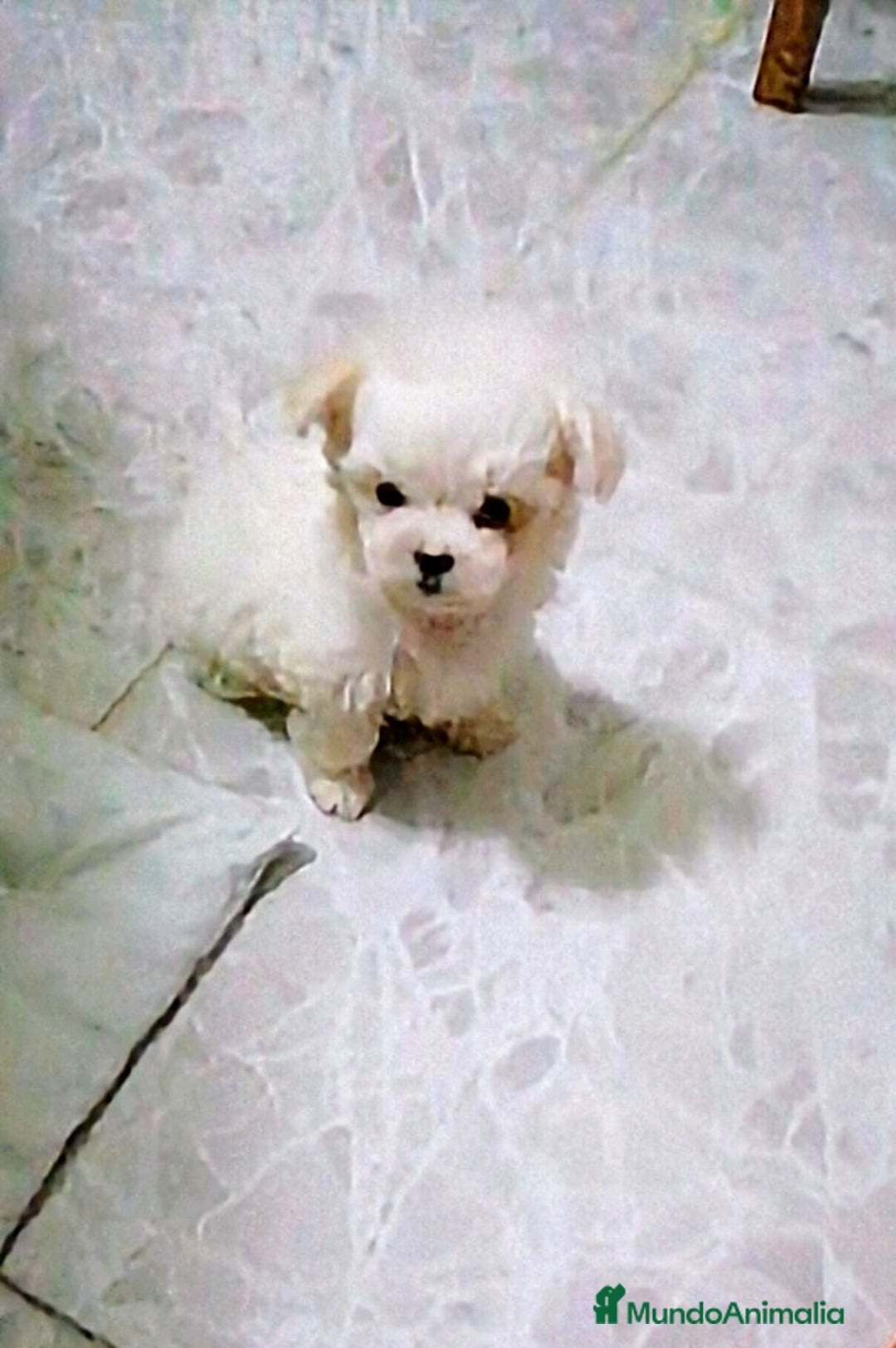 Bichón Maltés perros en venta: PRECIOSAS HEMBRITAS DE BICHÓN MALTÉS  - Anuncio 2