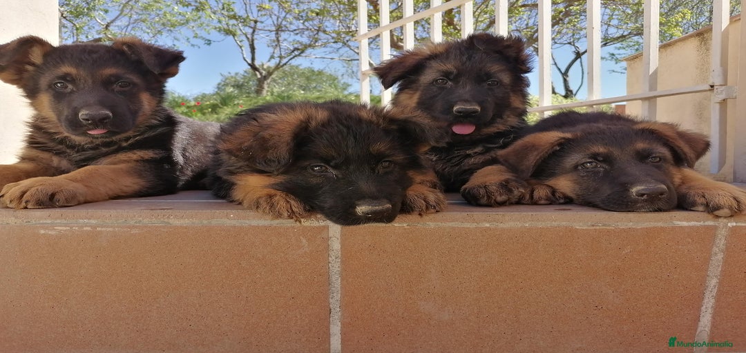 Imagen de galería {{count}}