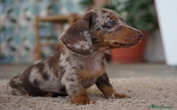 Teckel Miniatura perros en venta: 🌟 FRISCO Y PAO DOS ANIMADOS TECKEL MINIATURA 🌟 - Imagen 2
