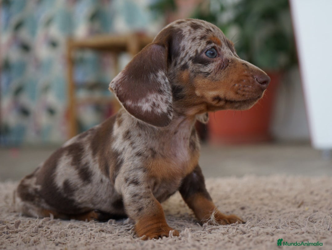 Teckel Miniatura perros en venta: 🌟 FRISCO Y PAO DOS ANIMADOS TECKEL MINIATURA 🌟 - Imagen 2