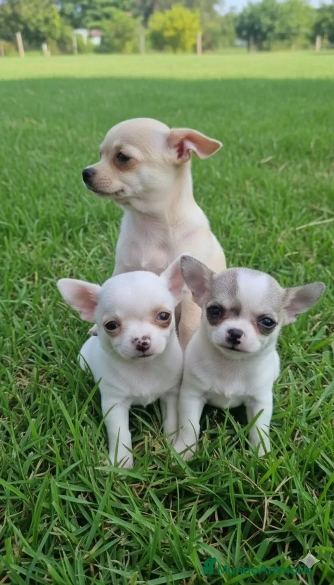 Chihuahua perros en venta: CHIHUAHUAS MINI ( ENVIO TODA ESPAÑA )  - Anuncio 2