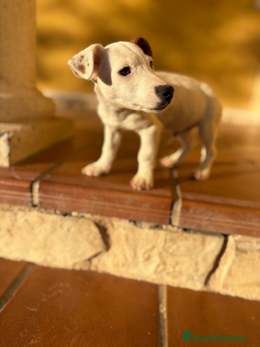 Jack Russell Terrier perros en venta: Cachorro macho de Jack Russell  - Anuncio 14