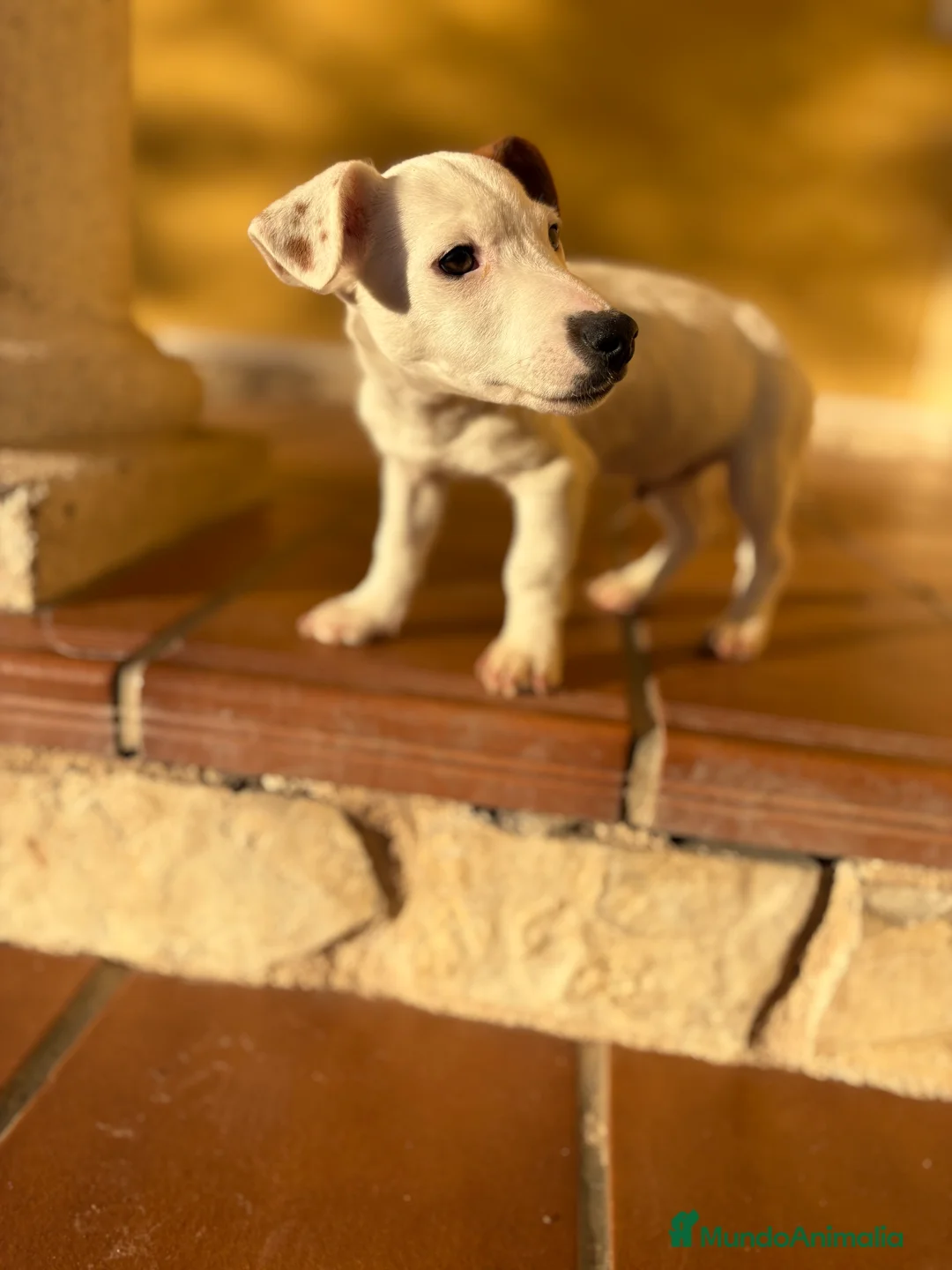 Jack Russell Terrier perros en venta: Cachorro macho de Jack Russell  - Anuncio 14