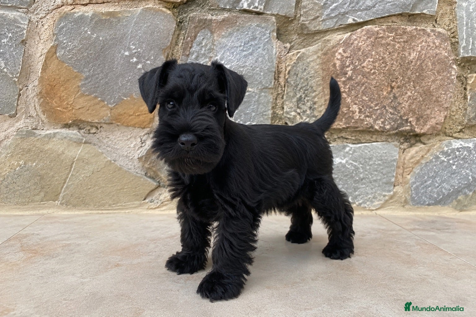 Schnauzer Miniatura perros Schnauzer miniatura  - Anuncio 1