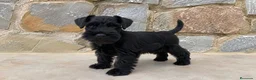Schnauzer Miniatura perros en venta: Schnauzer miniatura  - Anuncio 1