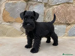 Schnauzer Miniatura perros Schnauzer miniatura - Anuncio 1