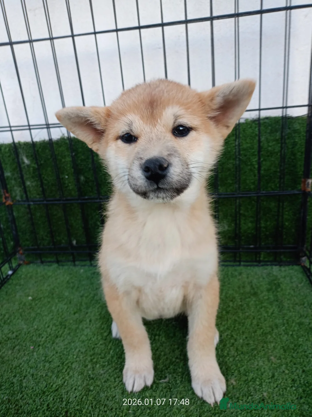 Shiba Inu perros en venta: SHIBA INU - Anuncio 1