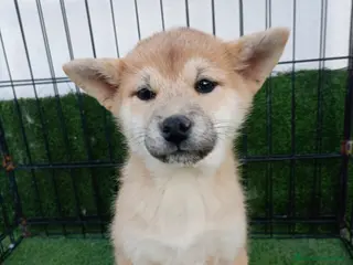 Shiba Inu perros SHIBA INU - Anuncio 2
