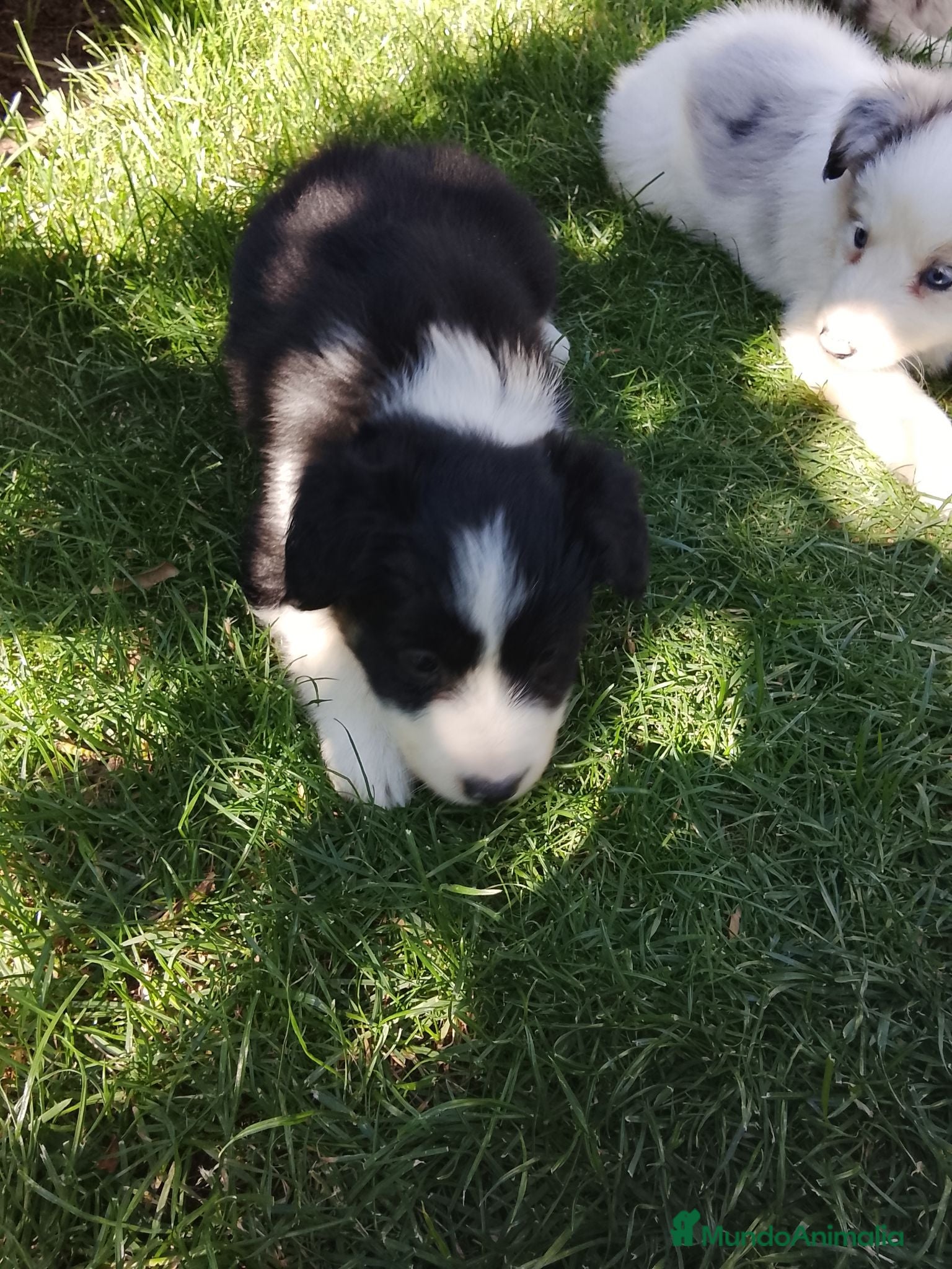 Border Collie perros Cacharros de border collie línea de belleza  - Anuncio 1