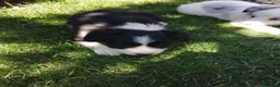 Border Collie perros en venta: Cacharros de border collie línea de belleza  - Anuncio 1