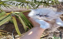 Persa gatos en venta: Hembra persa americana  - Imagen 3