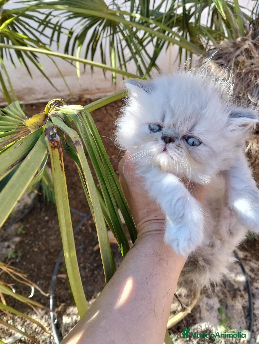 Persa gatos en venta: Hembra persa americana  - Anuncio 3