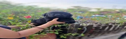 Labrador Retriever perros en venta: Labrador Retriever  - Anuncio 4