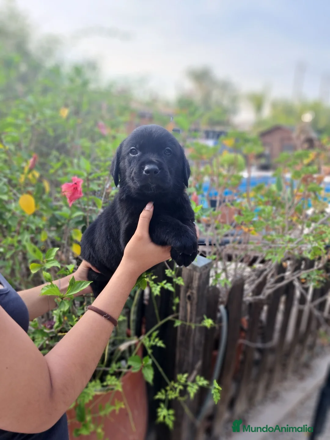 Labrador Retriever perros en venta: Labrador Retriever  - Anuncio 4