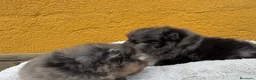 Pomerania perros en venta: Pomerania  - Anuncio 2