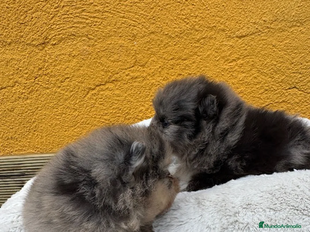 Pomerania perros en venta: Pomerania  - Anuncio 2