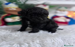 Caniche Toy perros en venta: CANICHE TOY - Anuncio 6