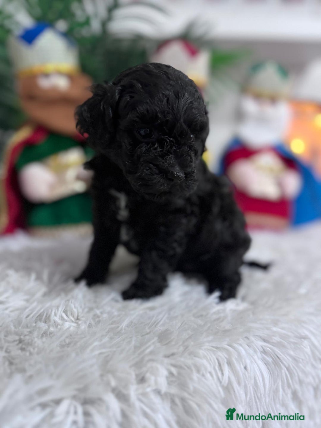 Caniche Toy perros en venta: CANICHE TOY - Anuncio 6