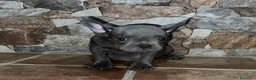 Bulldog Francés perros en venta: CACHORROS BULLDOG FRANCES BLUE - Anuncio 4