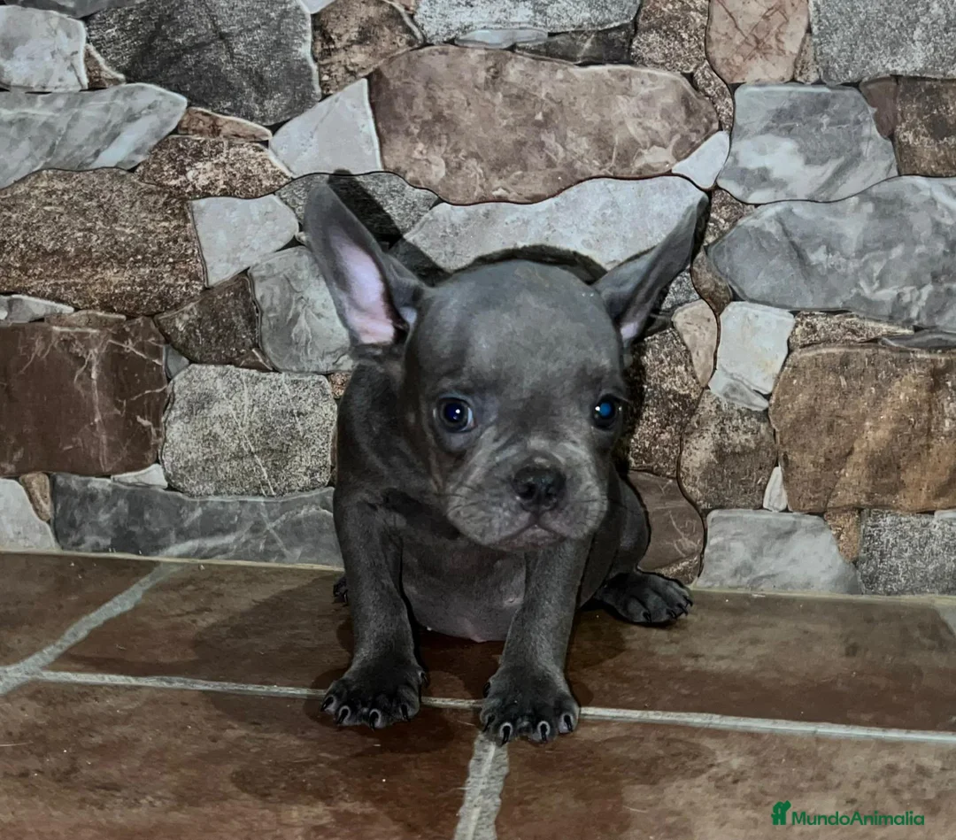 Bulldog Francés perros en venta: CACHORROS BULLDOG FRANCES BLUE - Anuncio 4