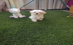 Bichón Maltés perros en venta: BICHÓN MALTES HEMBRA MINI - Imagen 1
