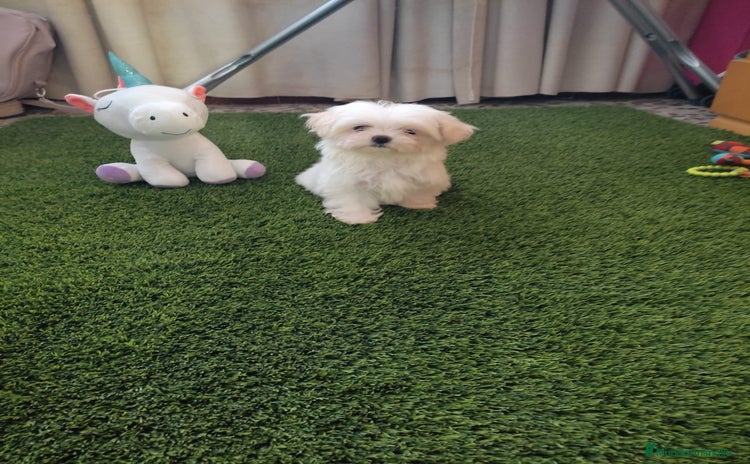 Bichón Maltés perros - Propaganda 1