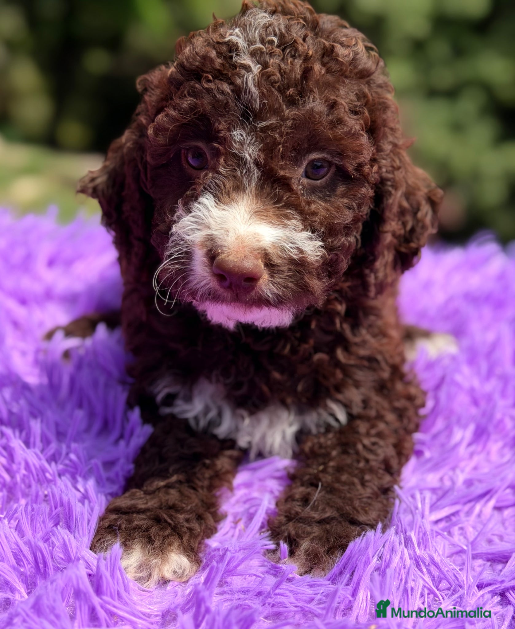 Perro de Agua Español perros Pdae chocolate hembra  - Anuncio 2