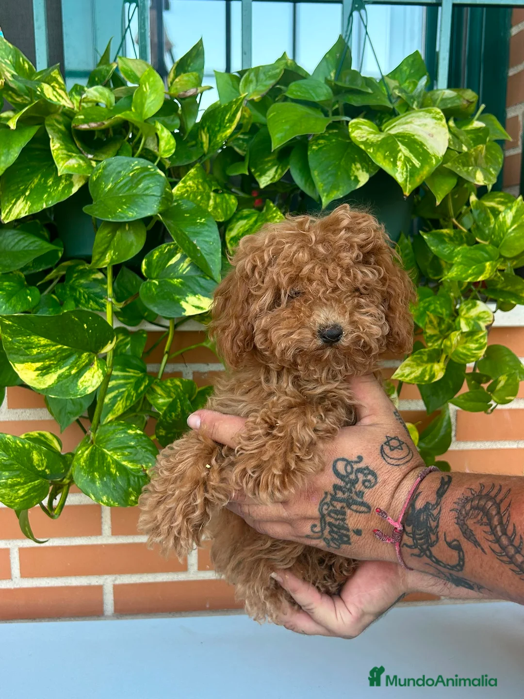 Caniche Toy perros en venta: Caniche toy - Anuncio 2