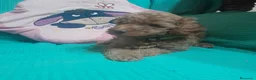 Caniche Toy perros en venta: CANICHE TOY - Anuncio 19