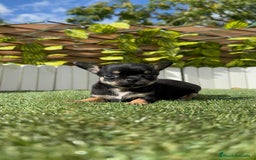 Chihuahua perros en venta: CHIHUAHUA MACHO - Imagen 14