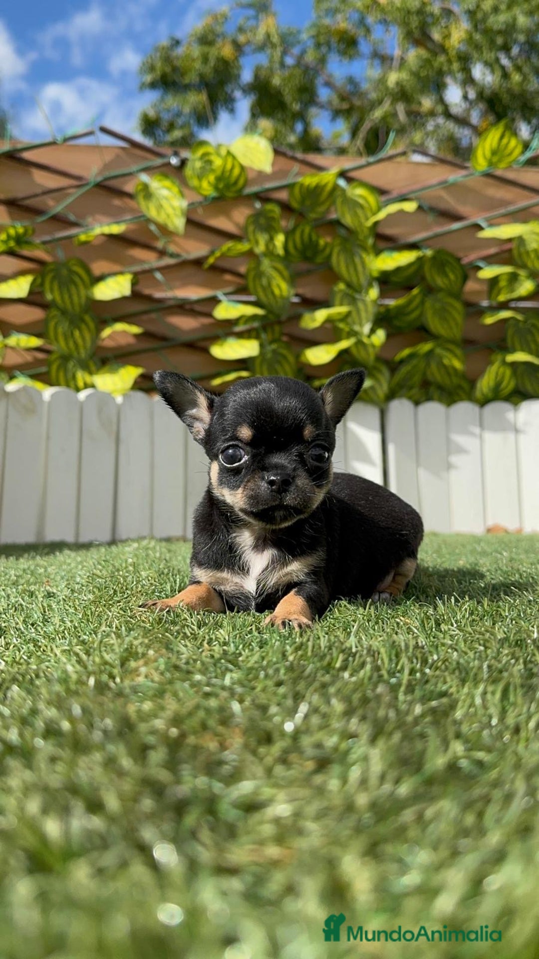 Chihuahua perros en venta: CHIHUAHUA MACHO - Imagen 14