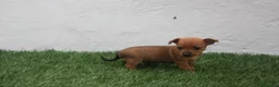 Raza Mixta perros en venta: Minijack - Anuncio 11