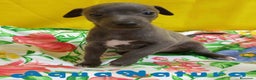 Pequeño Lebrel Italiano perros en venta: Lebrel Italiano Macho 8998 AQUANATURA - Anuncio 6