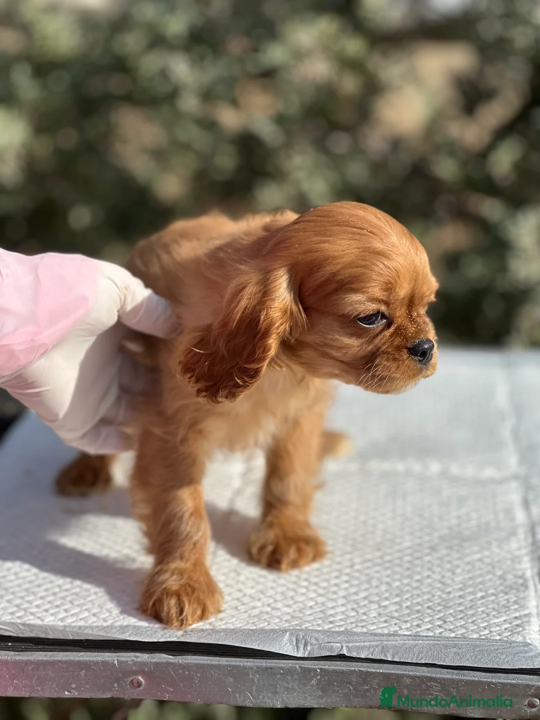 Maltipoo perros en venta: MALTIPOO TOY MACHITOS en Barcelona - Anuncio 4