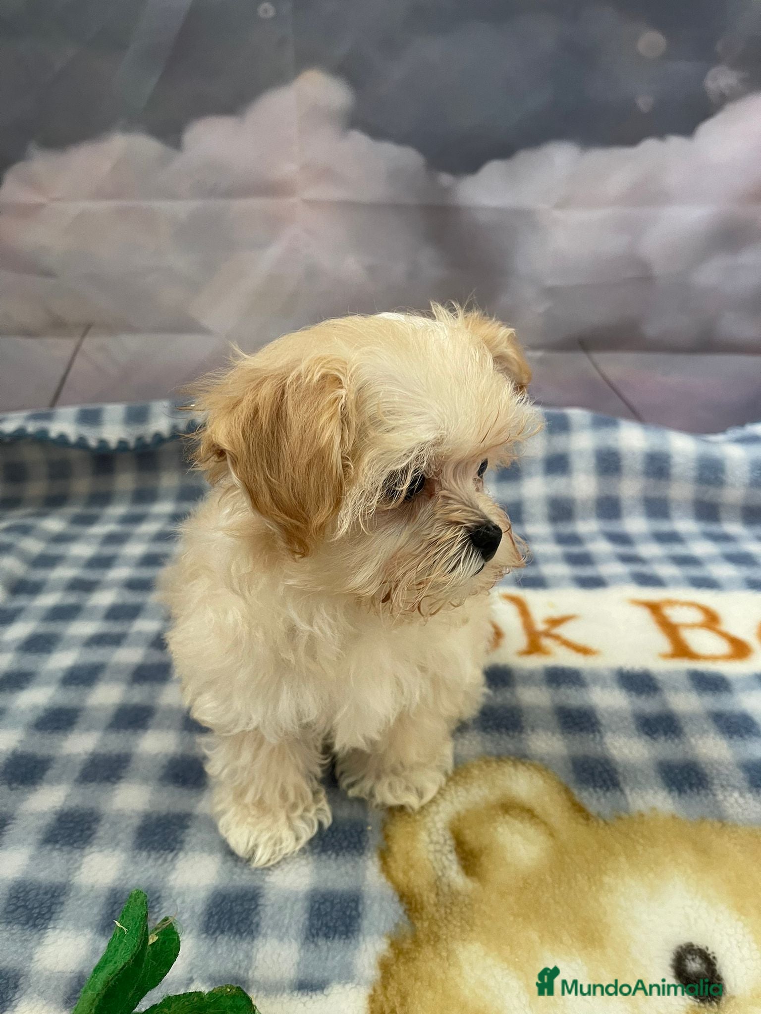 Maltipoo perros Maltipoo tamaño pequeñito !!! - Anuncio 1