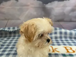 Maltipoo perros Maltipoo tamaño pequeñito !!! - Anuncio 1