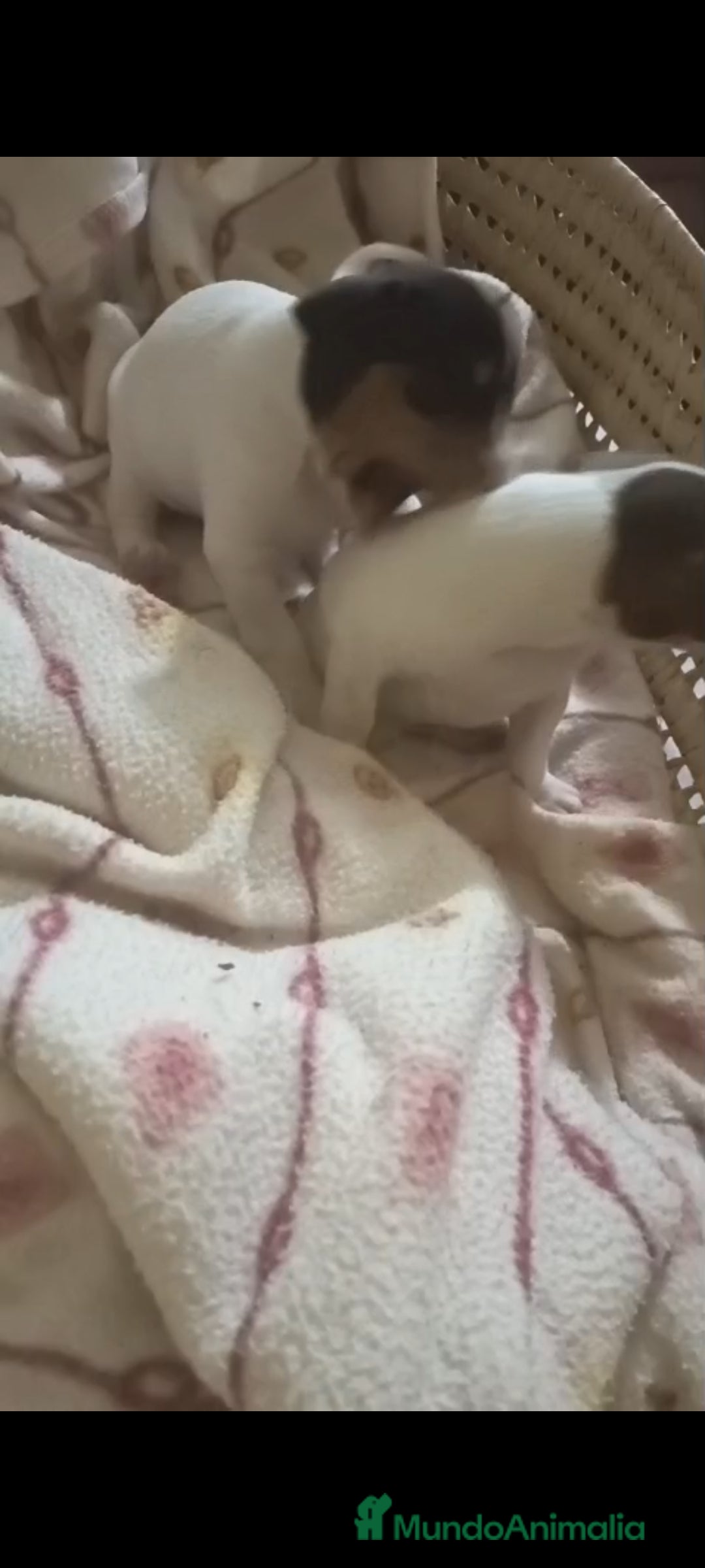 Otras razas perros en venta: BODEGUERO PURA RAZA - Imagen 6